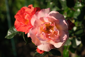 Fototapeta premium Close up of peach and pink roses blooming in garden