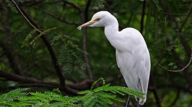 Eastern Cattle Egret Ardea coromanda preening white feathers with down flying in green forest. Natural bird behavior in tropical environment, wildlife documentary, nobody. Slow motion.