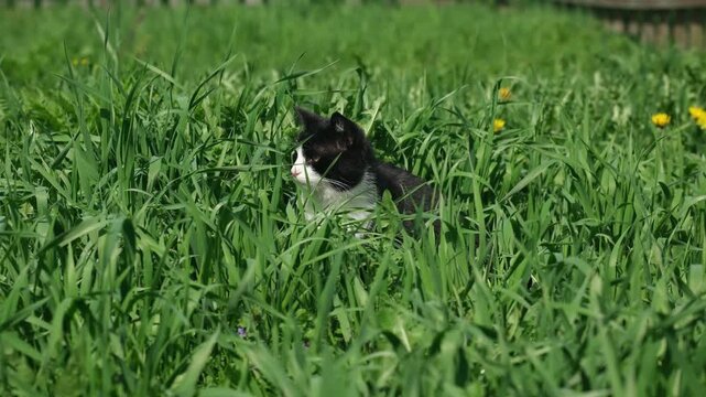 Tuxedo black and white cat head centered on screen hidden in thick green grass looking around and into camera