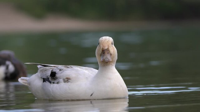 Domestic White Duck Facing Camera, Feeding and Shaking Beak - 4K Wildlife Slow Motion