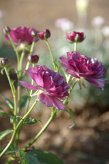 Obraz premium 春の花