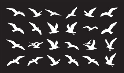 Fototapeta premium Collection of flying seagull white silhouettes isolated on a solid black background.