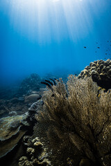 Colorful sea fan coral and tropical fish underwater in clear blue ocean, vibrant coral reef ecosystem with sunlight rays and marine biodiversity in natural seascape © PIPE DIVE UNDERWATER