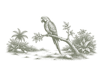 Detailed engraving style vector illustration of a tropical macaw parrot perched on a branch, ideal for retro wildlife and nature designs. © Chairul