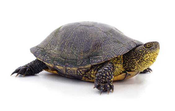 European pond turtle on a white background.