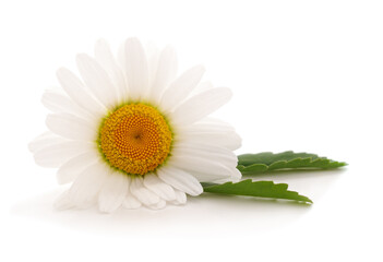 Beautiful white daisy flower with green leaves. © ANASTASIIA