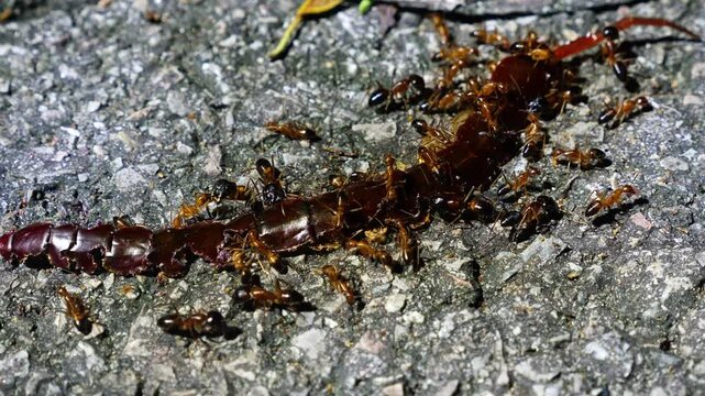 Termites swarming and eating dead scolopendra centipede on rocky ground at night. Natural insect behavior, scavenging wildlife macro, nocturnal animal activity, pest control biology Slow motion.