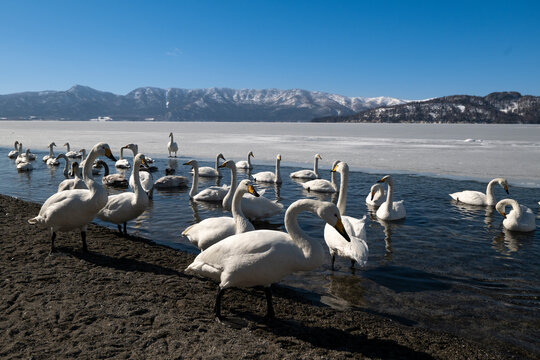 Cygne chanteur,
