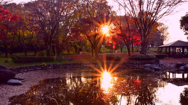 公園の池と紅葉と夕陽の太陽