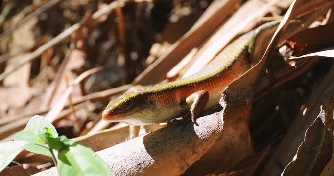 Common Sun Skink Eutropis multifasciata resting on dry brown leaves in a tropical forest during daytime. Close-up shot of the reptile's scales and head in natural sunlight.