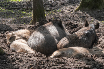 Obraz premium Family of wild boars resting in a hollow under the trees during daylight in a forested area