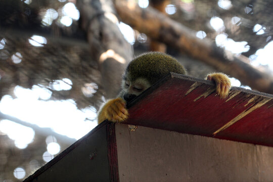 Cute common squirrel monkey sleeping peacefully on top of a wooden shelter roof in a zoo.