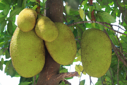 Big young jackfruits growing on the tree trunk surrounded by green leaves in an orchard.