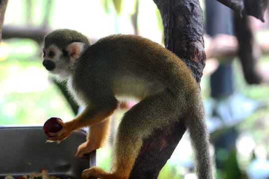 Full body profile of a common squirrel monkey reaching out to pick up a fruit from a feeding tray.