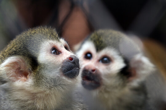 Heartwarming and curious moment of two squirrel monkeys looking up with hopeful, bright eyes together.