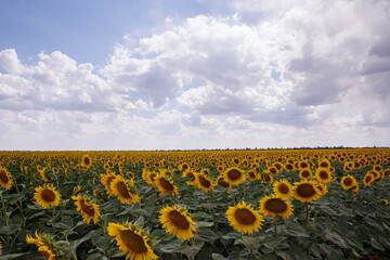 Obraz premium Landscape. Sunflowers are blooming in the field.