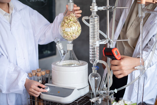 Two Asian scientists in lab coats preparing chopped lemongrass into a glass distillation flask in an essential oil laboratory. Scientific research concept.