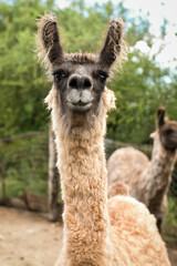 Fototapeta premium Llama retrato