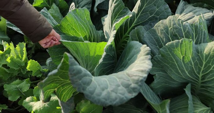 Green cabbages in growth at vegetable garden