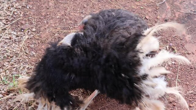Male ostrich performing courtship dance close up view, shaking wings and moving head left and right side to side