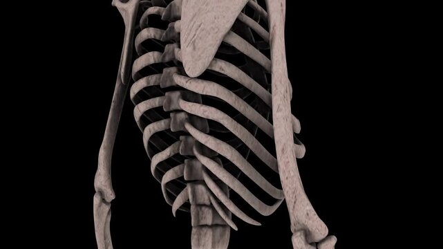 X Ray Image of Human Body Showing Detailed Skeletal Anatomy and Internal Structure