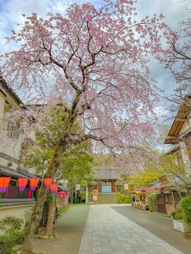 満開のしだれ桜が美しく咲き誇る日本の伝統的なお寺の参道と石畳の風景
