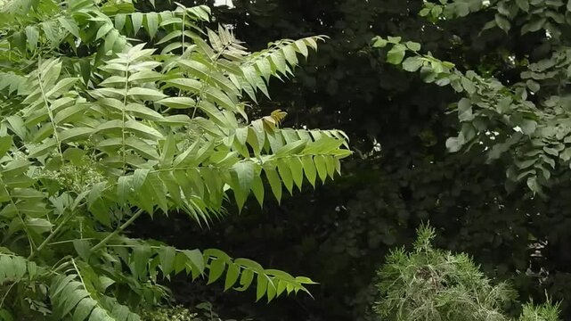 Horizontal video of ailanthus branches swaying in strong wind. The footage conveys lush summer greenery and natural outdoor motion