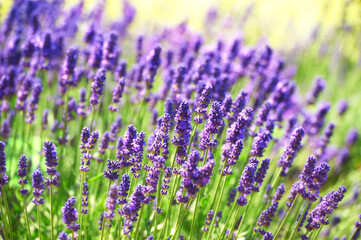 Obraz premium Selective focus on lavender flower. Soft focus. 