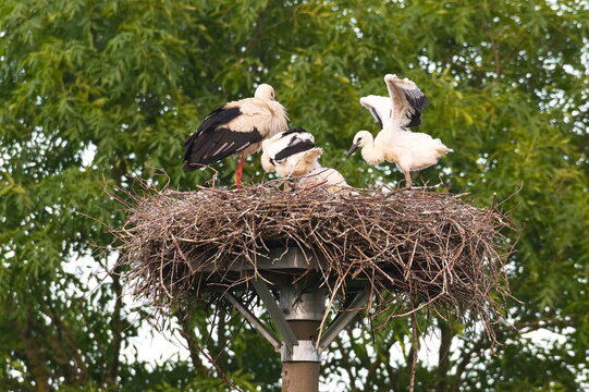 Wei&szlig;st&ouml;rche auf dem Nest in der Abendsonne	