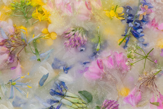 abstract art background with frozen wildflowers in milk and water