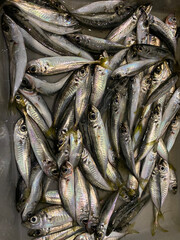 Obraz premium An anchovy, freshly caught in the port of Burgas, Bulgaria