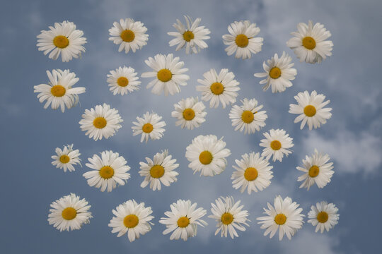 abstract art with daisies on mirror and reflection of the blue sky