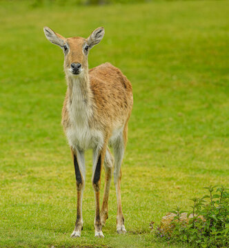 red or southern lechwe (Kobus leche) standing