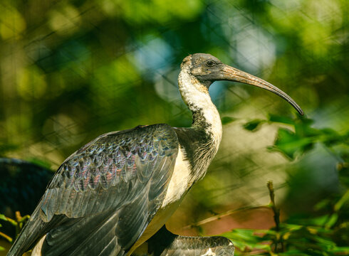 straw-necked ibis (Threskiornis spinicollis) bird from side