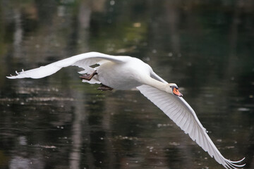 Cygne en plein vol à hauteur du photographe  © antonio