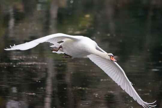 Cygne en plein vol &agrave; hauteur du photographe 