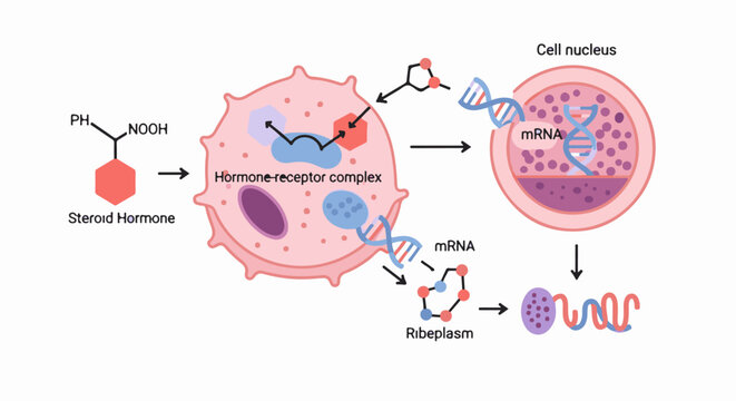 Cellular process showing steroid hormone interaction with receptor, DNA, mRNA, and riboplasm