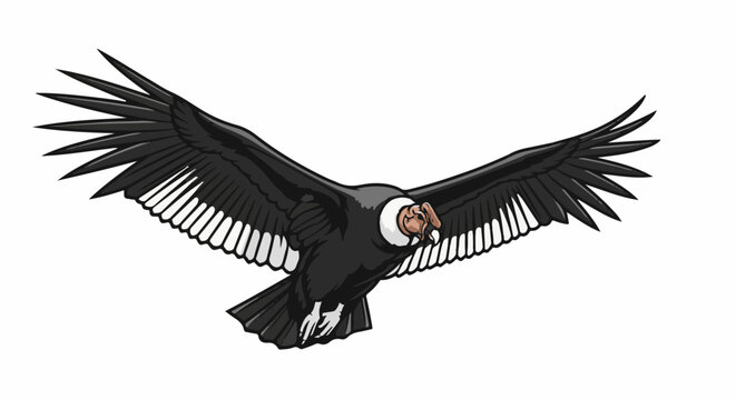Black condor with spread wings in flight