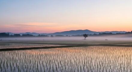 Fototapeta premium Serene morning mist drifts across a wet rice paddy field with distant hills and a vibrant sunrise sky.