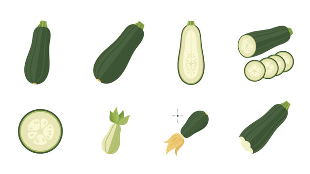Collection of fresh zucchini illustrations showing whole, sliced, and cut vegetables