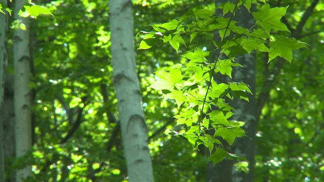 白樺林の新緑から洩れる木漏れ日