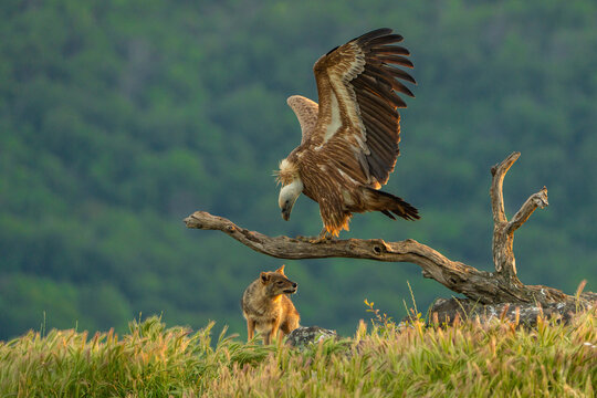 griffon vulture vs griffon vulture.