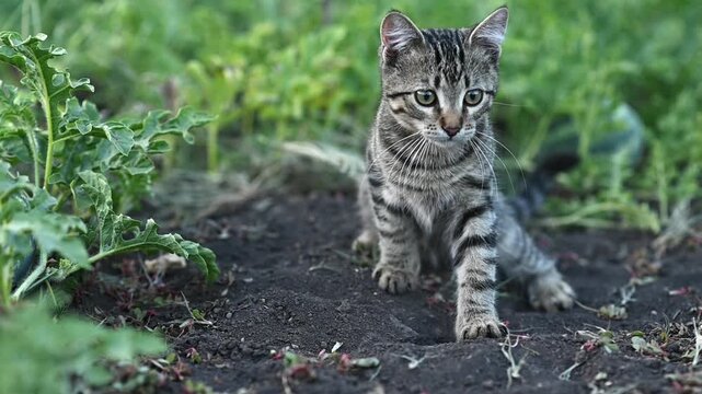 Tabby cat sitting low on dark earth. playful striped kitten. alert cat tracking movement between leaves and stems, natural predator instinct, countryside garden environment, closeup wildlife scene,