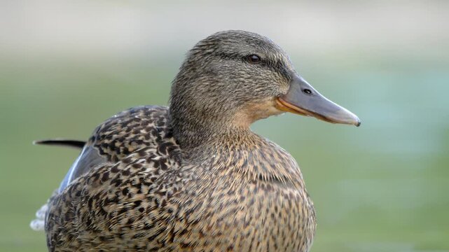 Female Mallard Duck Blinking, Resting, and Vocalizing - 4K Wildlife Slow Motion