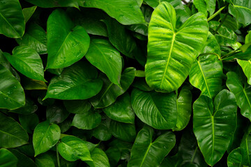 Green Philodendron leaves, Tropical foliage pattern with fresh raindrops and dark shadows. © pernsanitfoto
