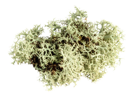 Usnea lichen growing on organic matter, white background