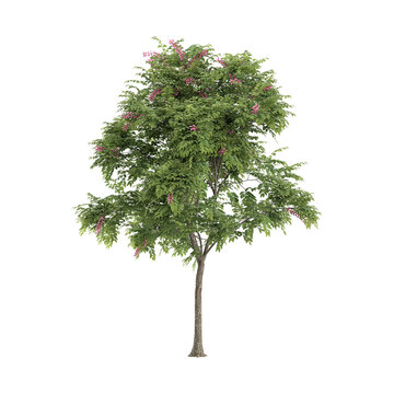 3d illustration of Cassia javanica plant isolated on transparent background