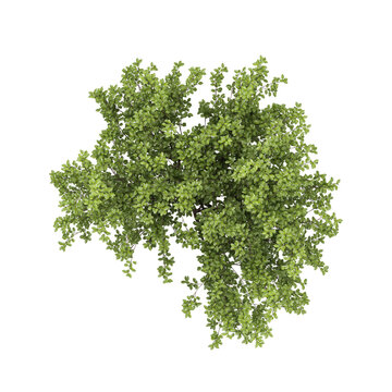 3d illustration of fraxinus tree isolated on transparent background from top view