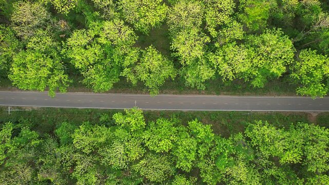 A long road winding through lush, verdant forest.