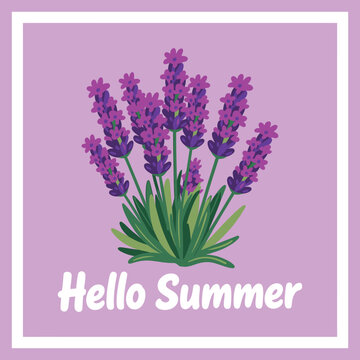 Bright purple lavender flowers greeting the start of summer season
